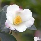 Camellia 'Yoimachi' : H 40/50 cm, ctr 4 Litres